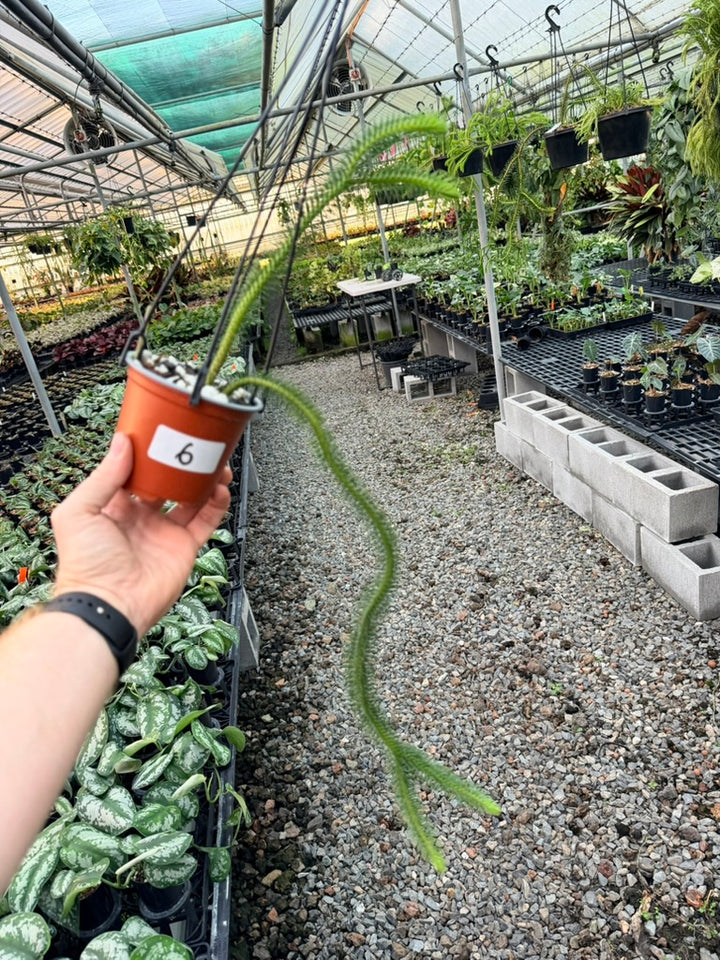 Handpicked #6 - Phlegmariurus squarrosus [Huperzia Squarrosa] - Thailand Large Rock Tassel Fern