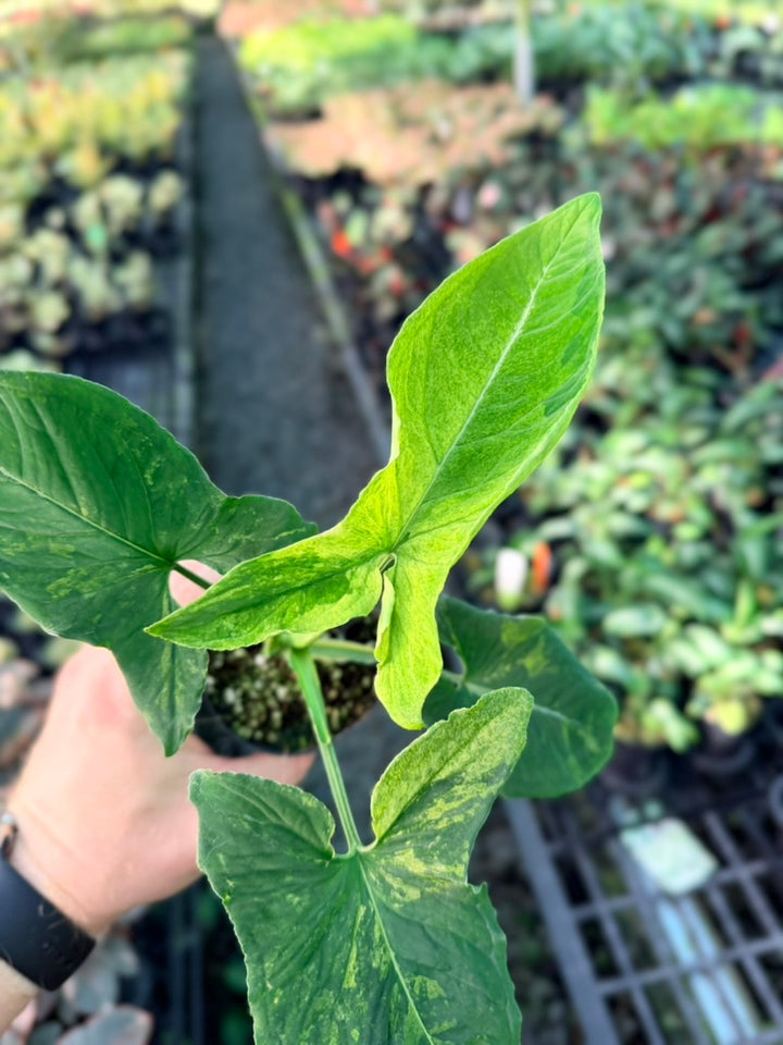 Handpicked #42 - Syngonium Wendlandii - Scrambled Eggs