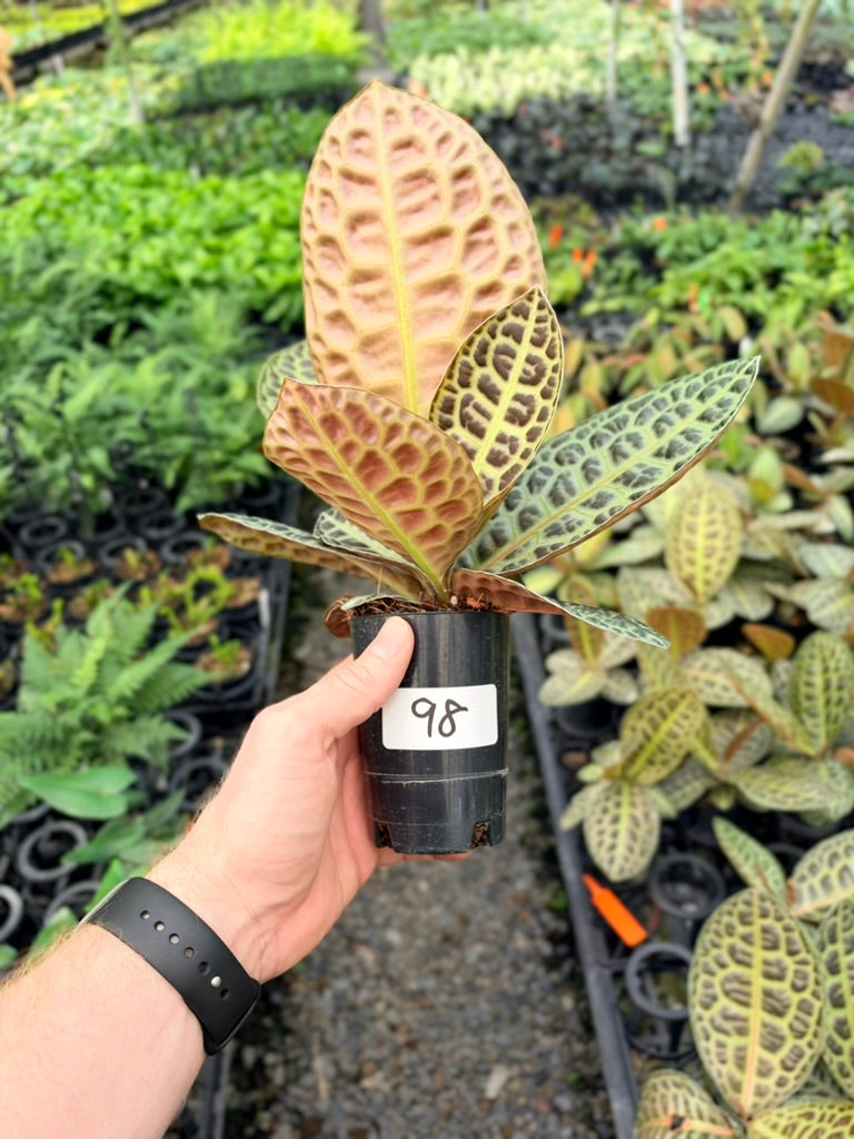 Handpicked #98 - Labisia Beccarii - Turtleback