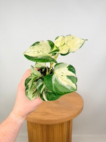 Epipremnum Aureum - Manjula