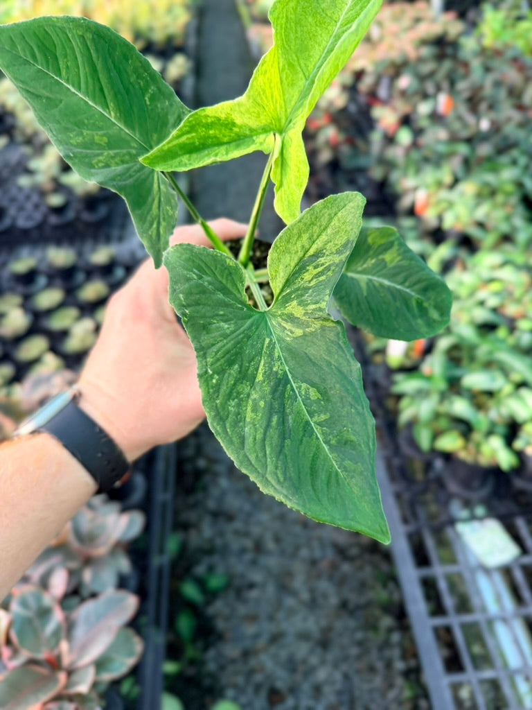 Handpicked #42 - Syngonium Wendlandii - Scrambled Eggs