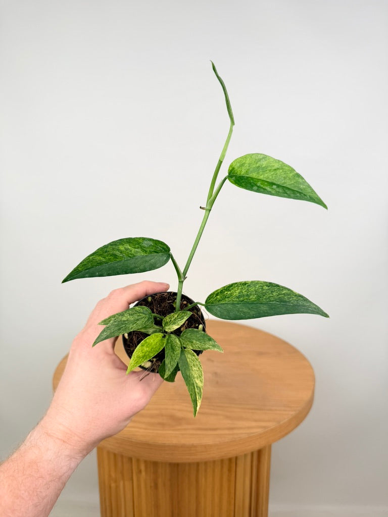 Epipremnum Pinnatum - Mint