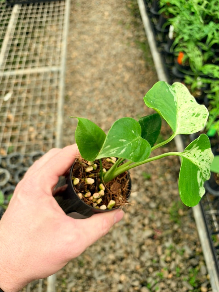 Handpicked #65 - Monstera Deliciosa - Bulbasaur