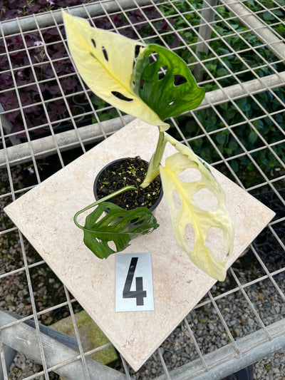 Monstera Adansonii Variegated Albo