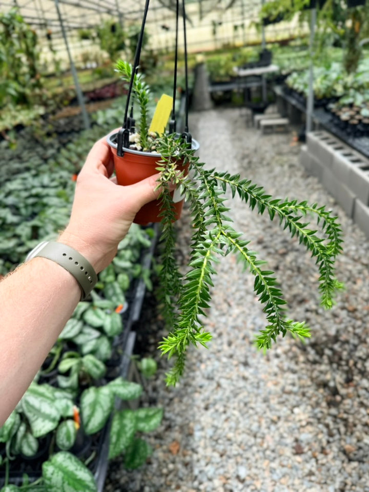 Handpicked #31 - Phlegmariurus Phlegmarioides X Phlegmariurus Ledermannii - Tassel Fern