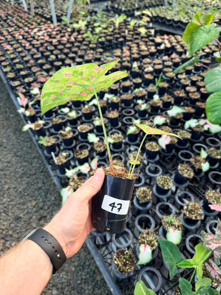 Handpicked #47 - Caladium Bicolor - Raspberry Moon
