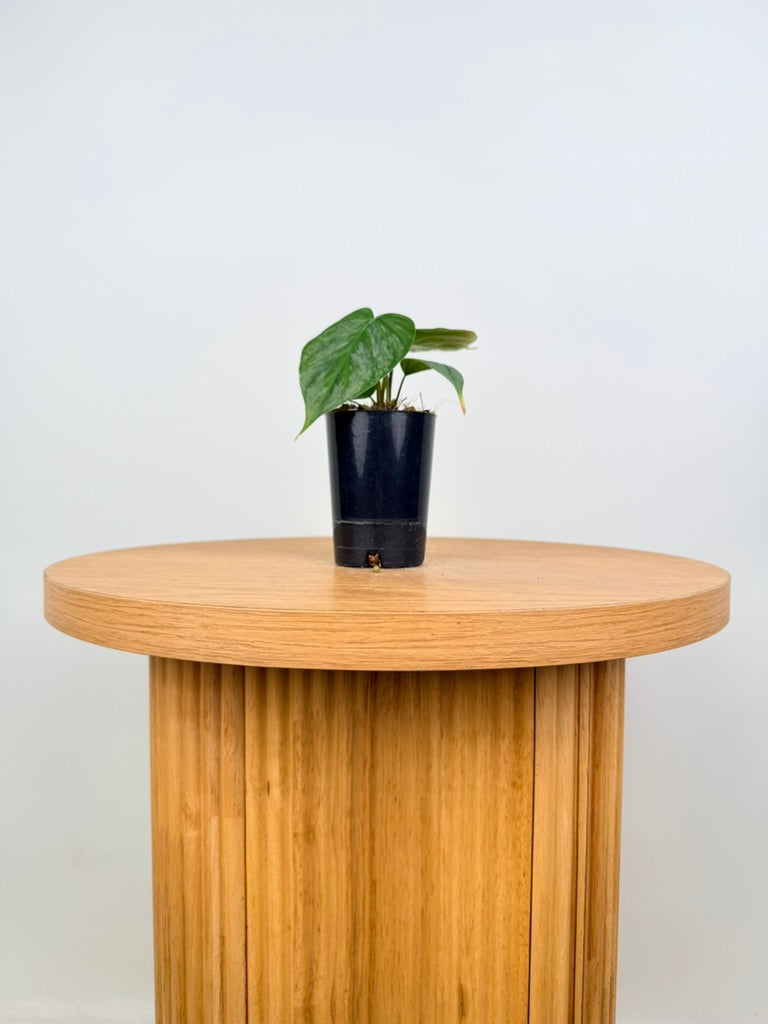 Philodendron Verrucosum X Sodiroi - Majestic