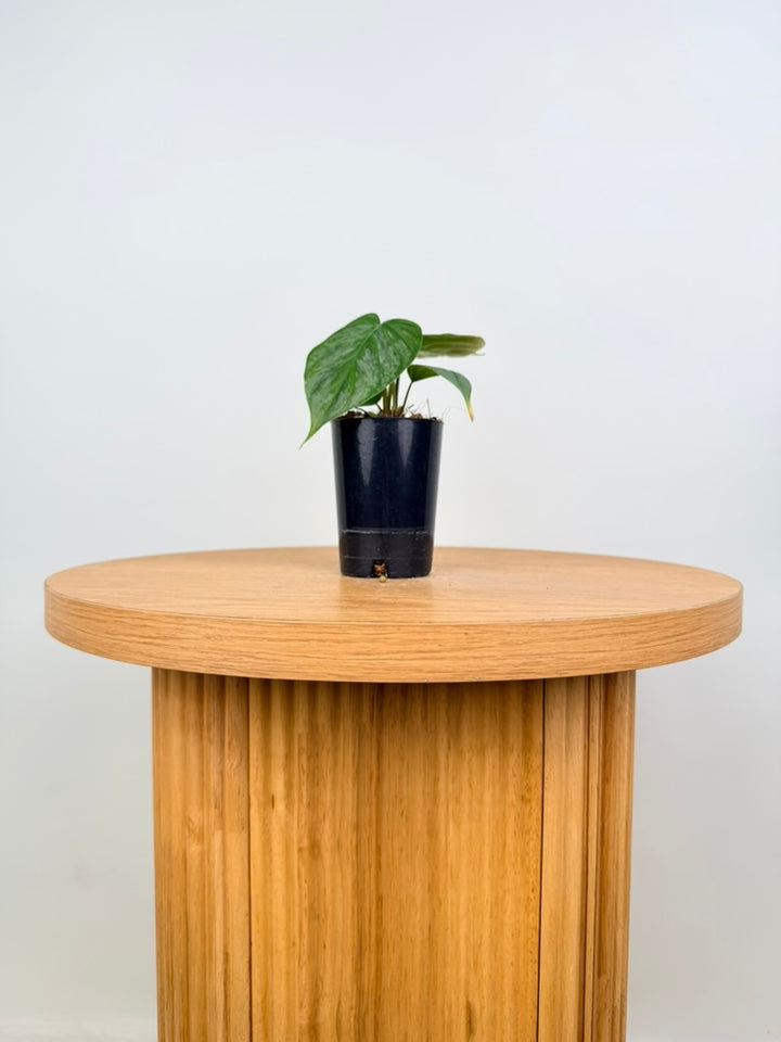 Philodendron Verrucosum X Sodiroi - Majestic
