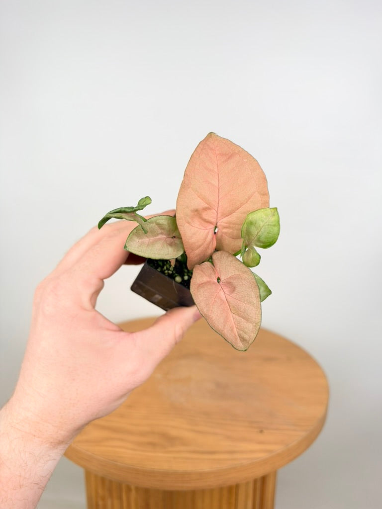 Syngonium Podophyllum - Neon - Mini