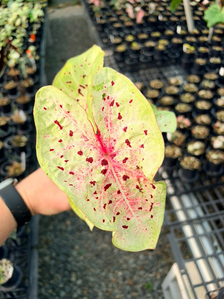 Handpicked #86 - Caladium Bicolor - Miss Muffet