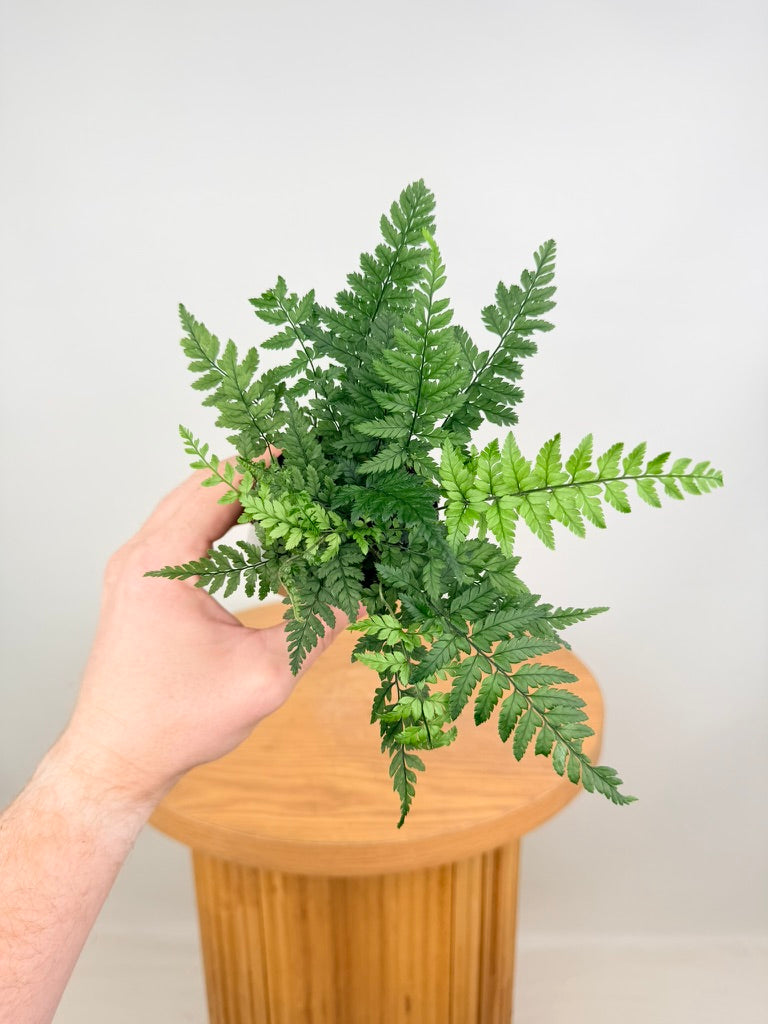 Polystichum Tsussimense - Korean Rock Fern
