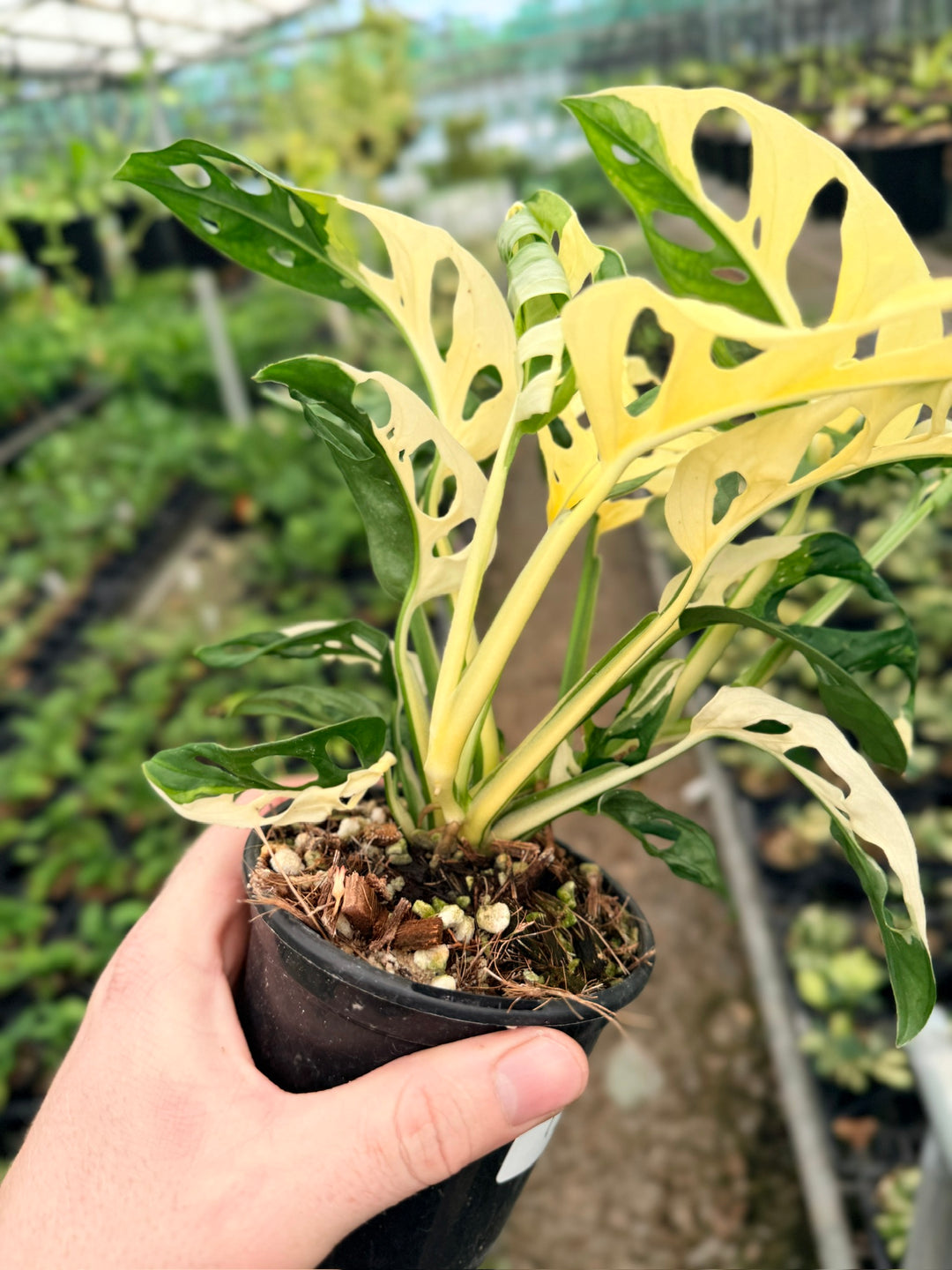 Handpicked #130 - Monstera Adansonii - Monkey Mask - Variegated Albo - Double Planted