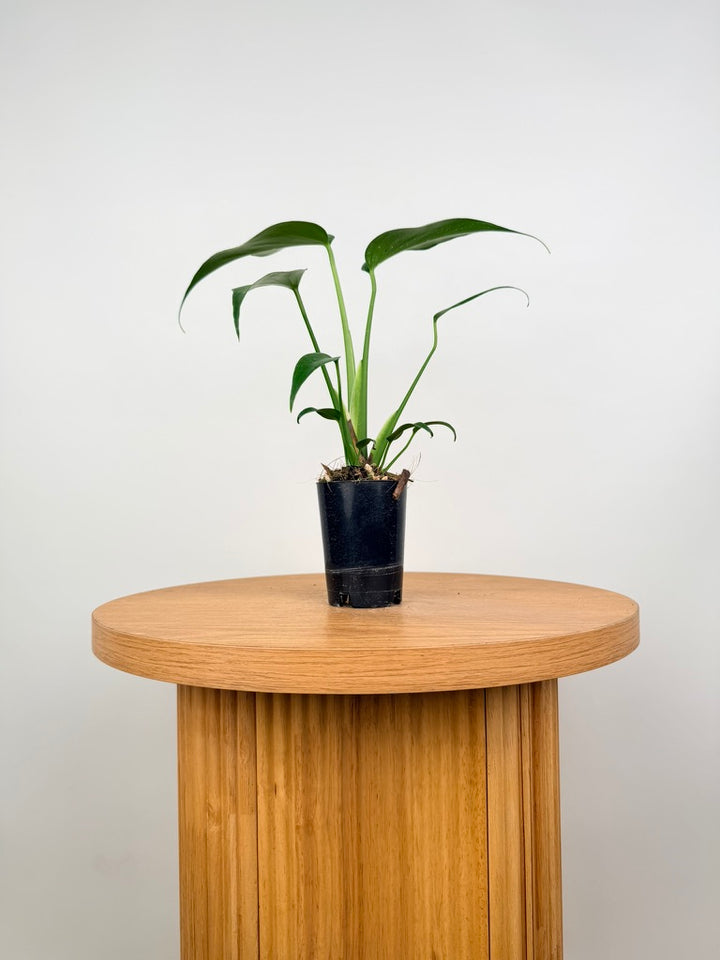 Monstera Burle Marx Flame