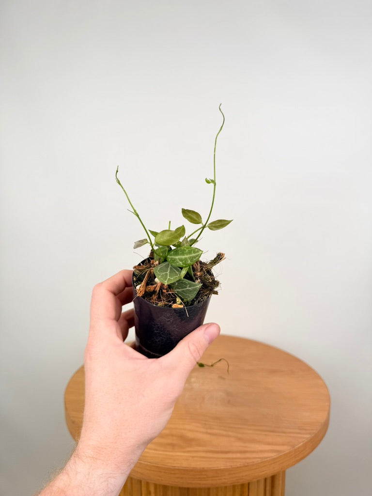 Dischidia Ovata - Large Leaf Form