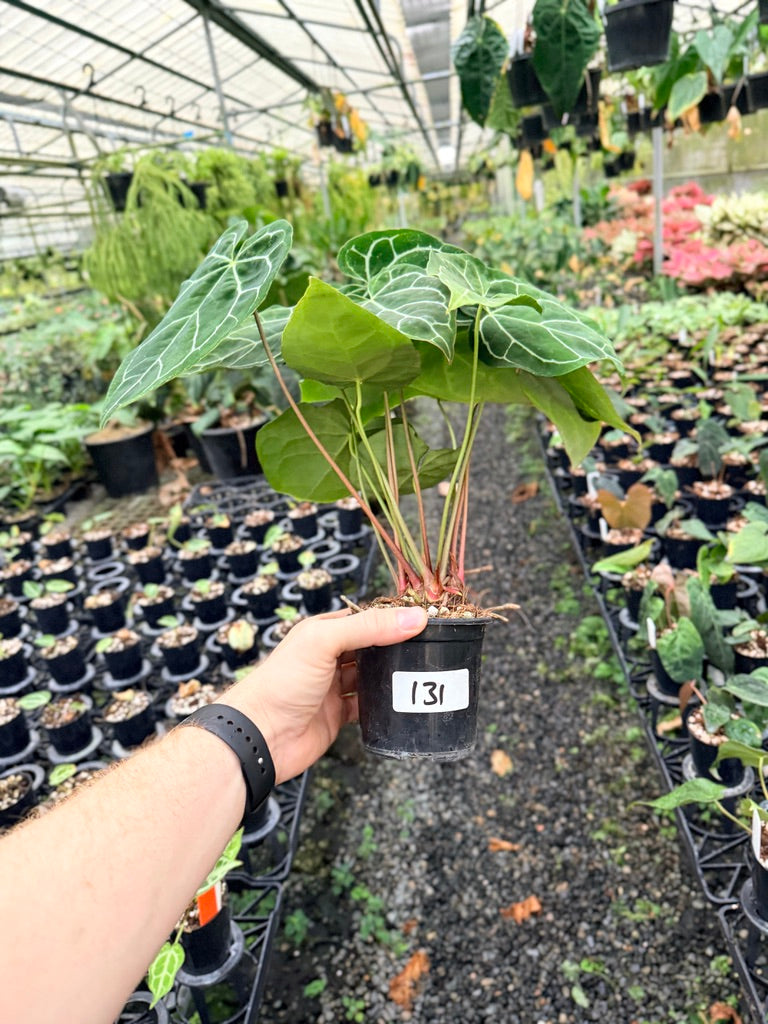 Handpicked #131 - Anthurium Crystallinum - Multi Headed
