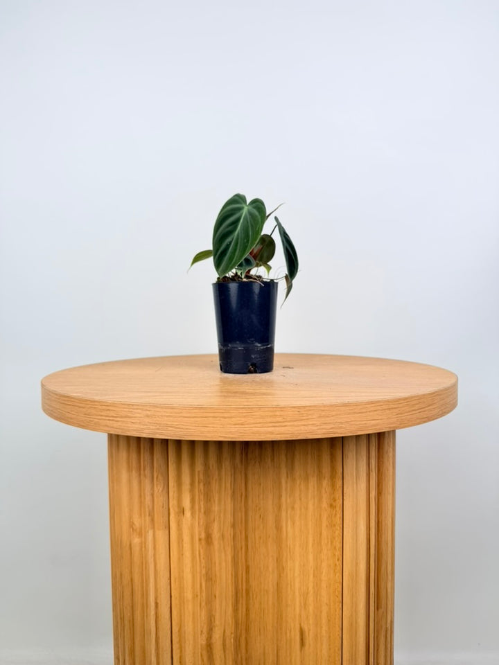 Philodendron Rubrijuvenile - El Choco Red
