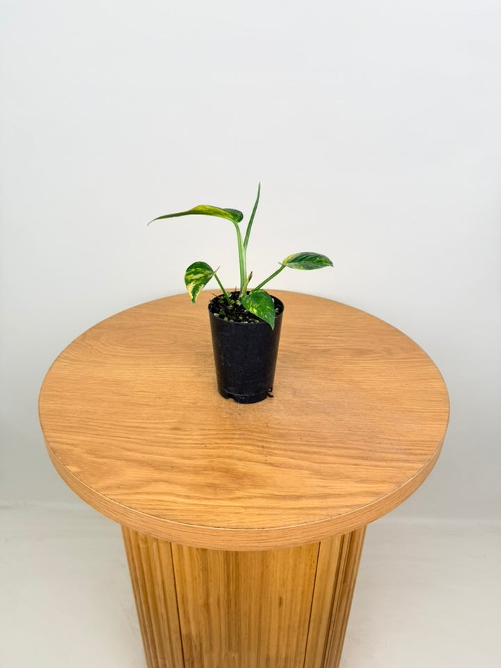 Epipremnum Pinnatum - Yellow Flame
