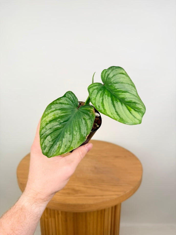 Philodendron Mamei - Silver Cloud