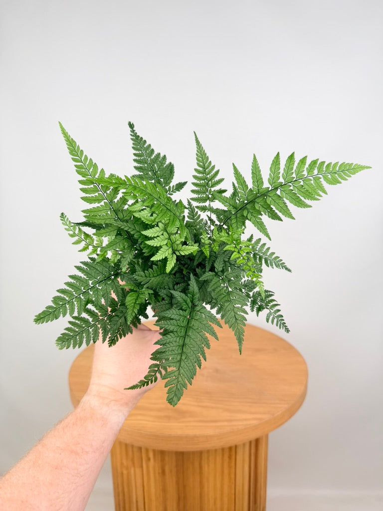 Polystichum Tsussimense - Korean Rock Fern