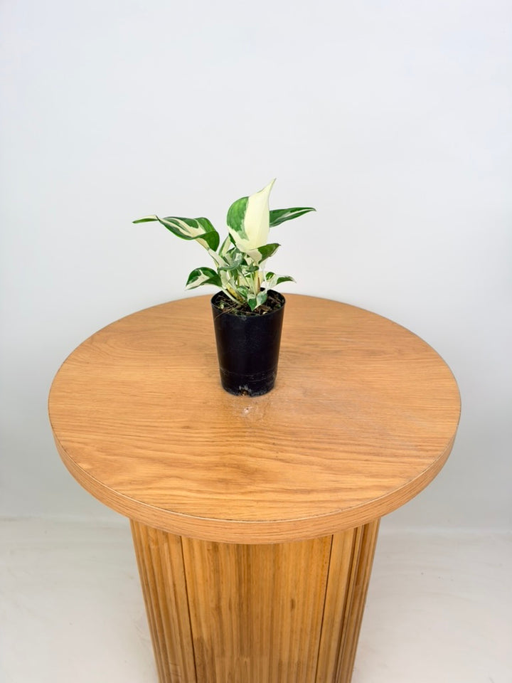 Epipremnum Aureum - Manjula