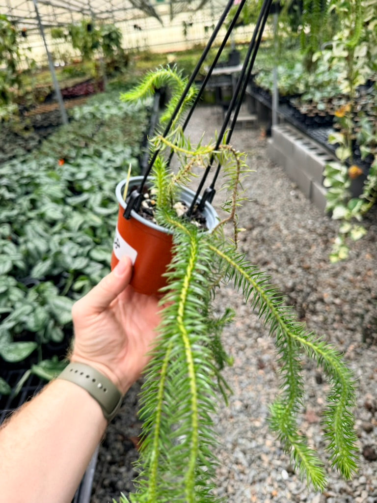 Handpicked #38 - Phlegmariurus squarrosus [Huperzia Squarrosa] - QLD Fine Rock Tassel Fern