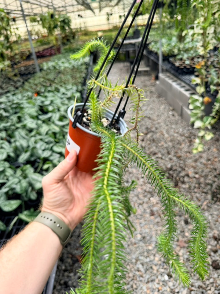 Handpicked #38 - Phlegmariurus squarrosus [Huperzia Squarrosa] - QLD Fine Rock Tassel Fern