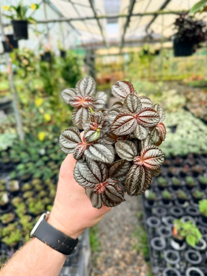 Pilea Involucrata - Norfolk