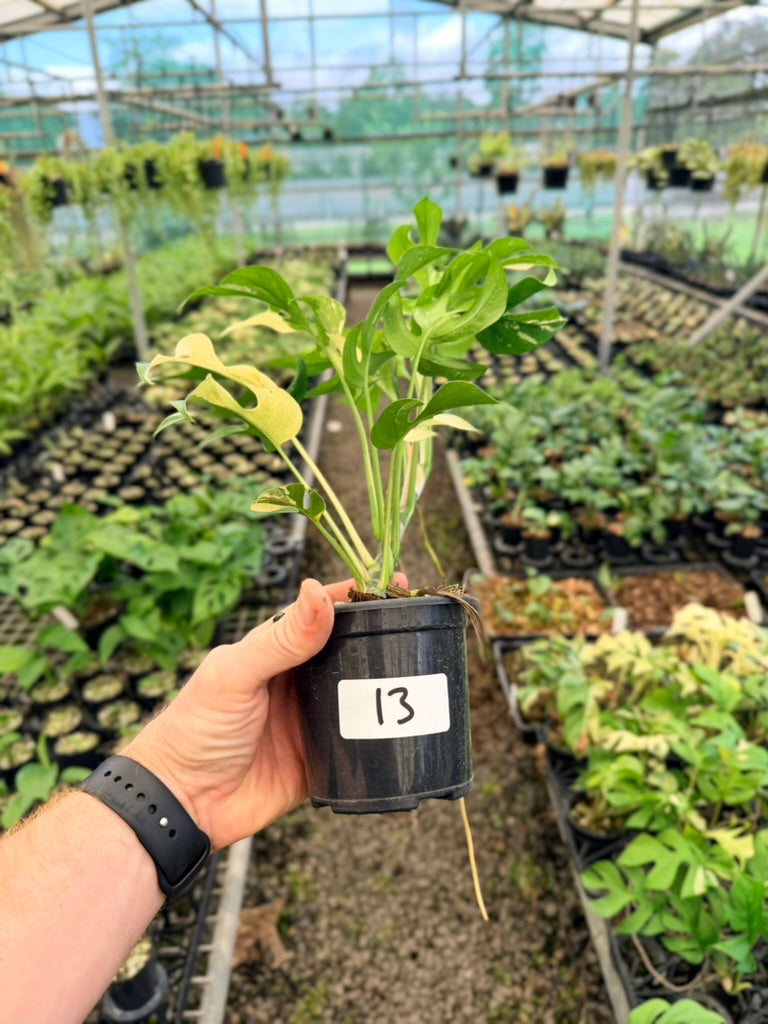 Handpicked #13 - Rhaphidophora Tetrasperma Variegata Albo