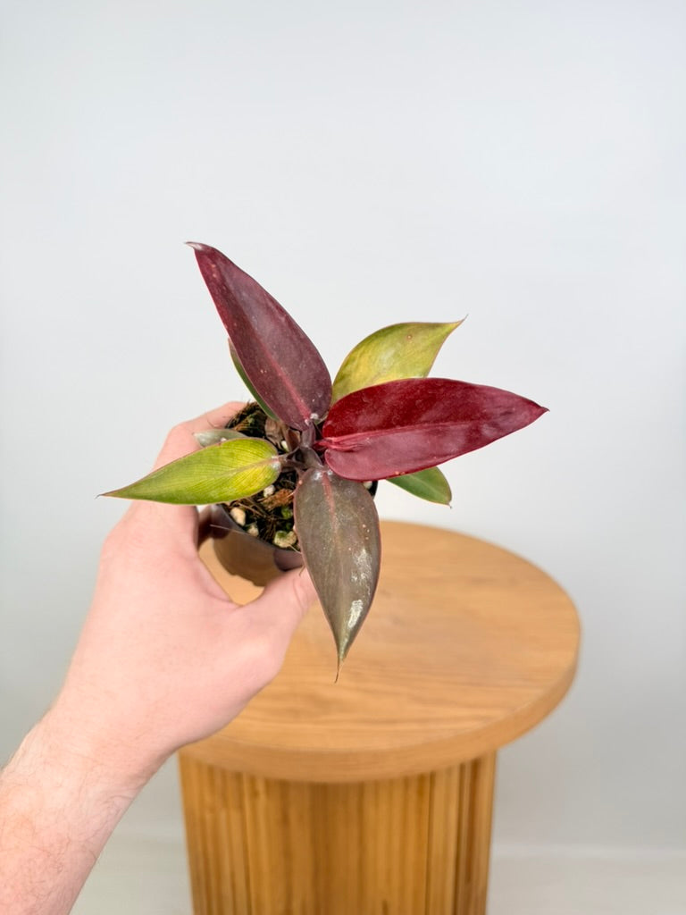 Philodendron Erubescens - Sun Red