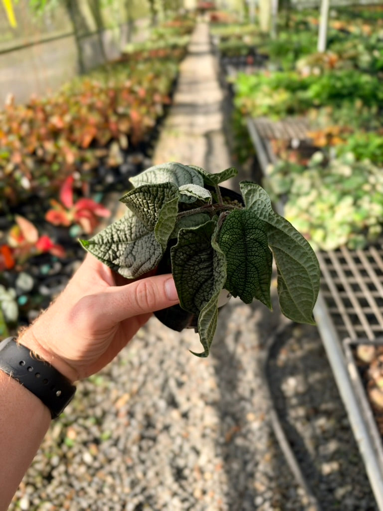 Handpicked #91 - Piper Parmatum
