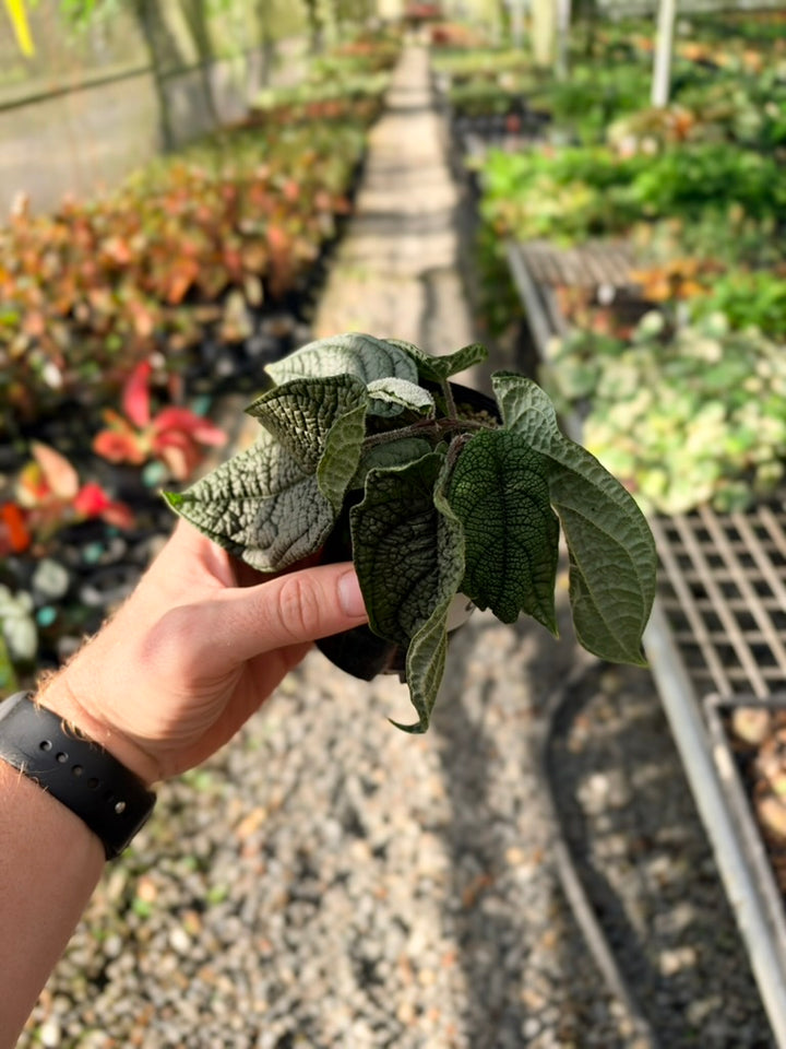 Handpicked #91 - Piper Parmatum