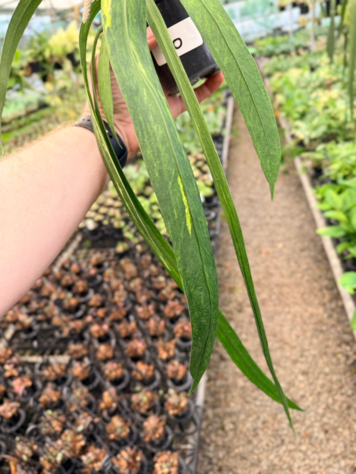 Handpicked #20 - Anthurium Vittariifolium Variegata