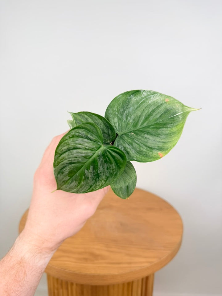 Philodendron Verrucosum X Sodiroi - Majestic