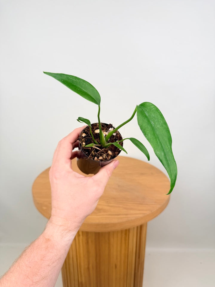Monstera Burle Marx Flame