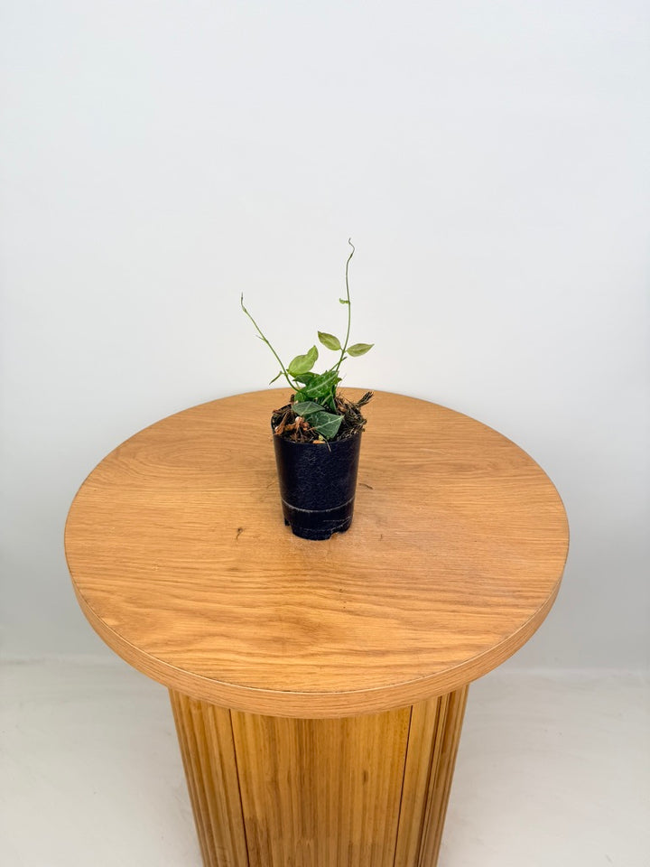 Dischidia Ovata - Large Leaf Form