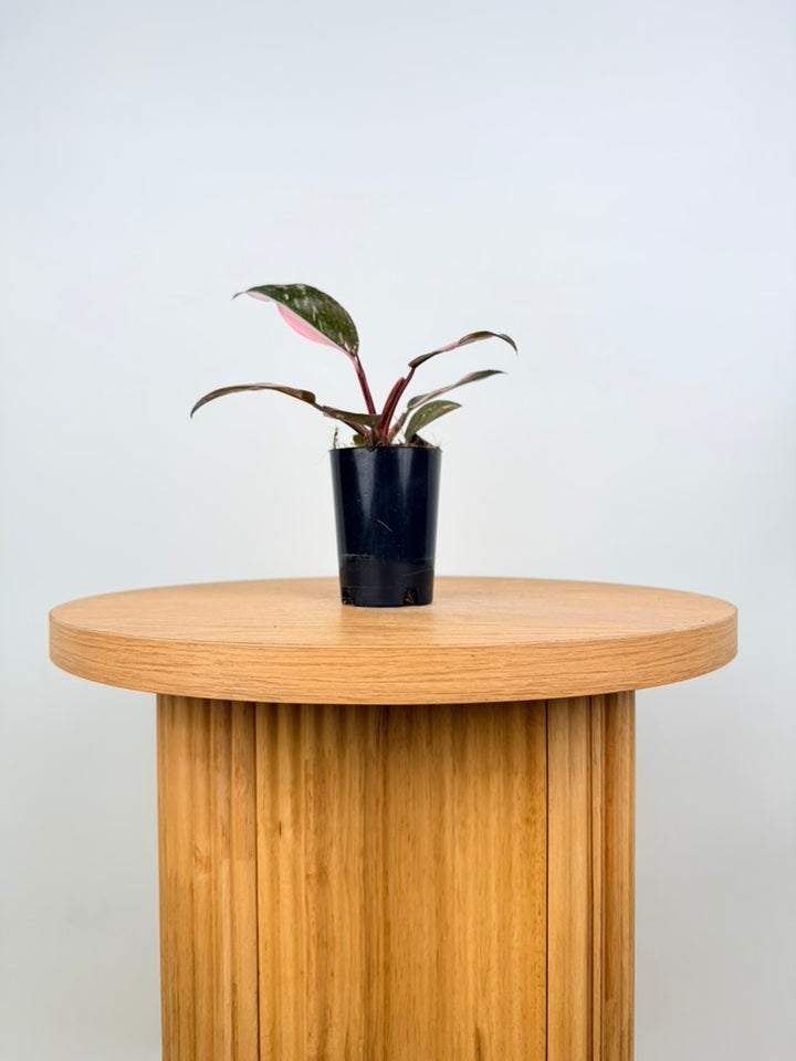Philodendron Erubescens - Pink Princess Galaxy Marble - Imperfect Foliage