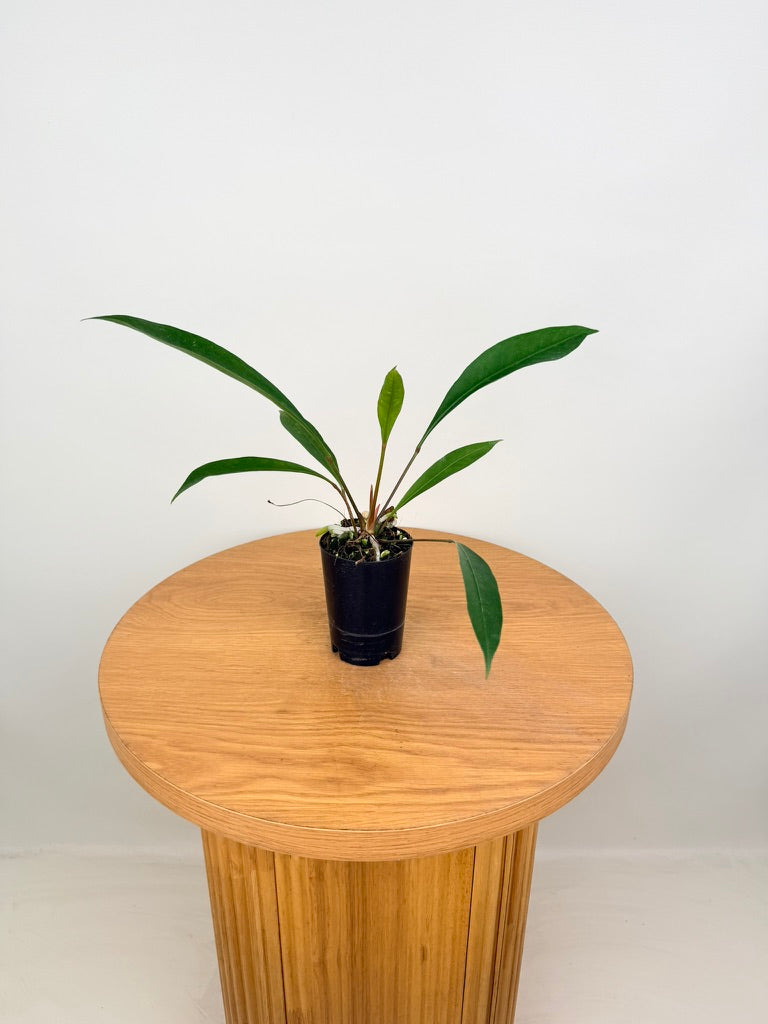 Anthurium Gracile