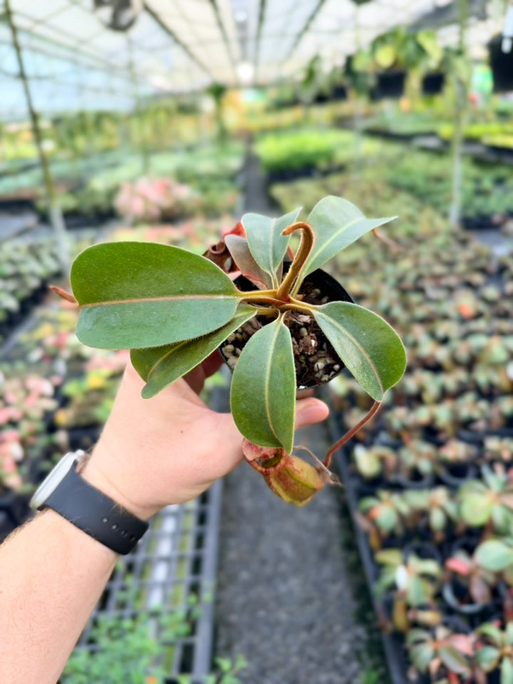 Nepenthes Veitchii