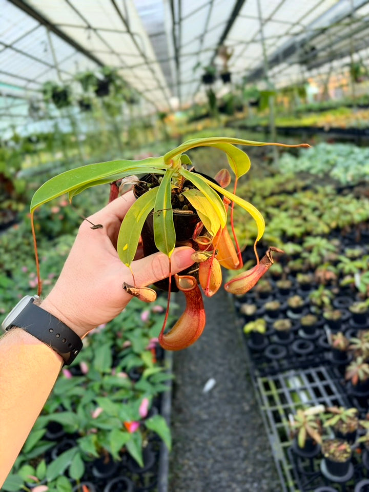 Nepenthes Alata