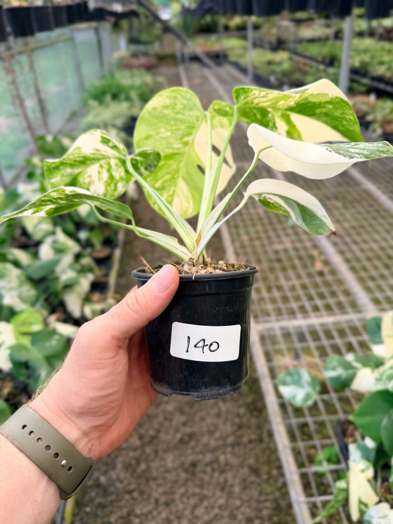Handpicked #140 - Monstera Deliciosa Borsigiana Variegated Albo