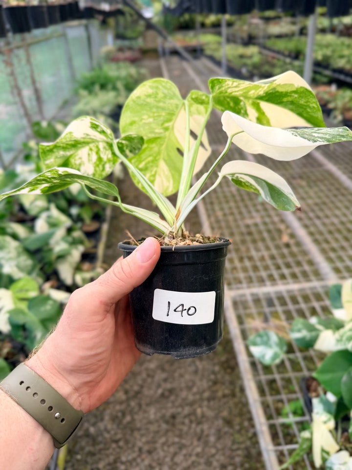 Handpicked #140 - Monstera Deliciosa Borsigiana Variegated Albo