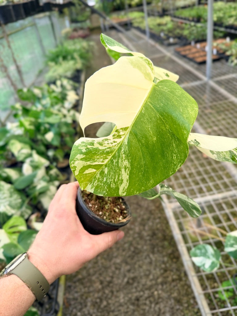 Handpicked #135 - Monstera Deliciosa Borsigiana Variegated Albo