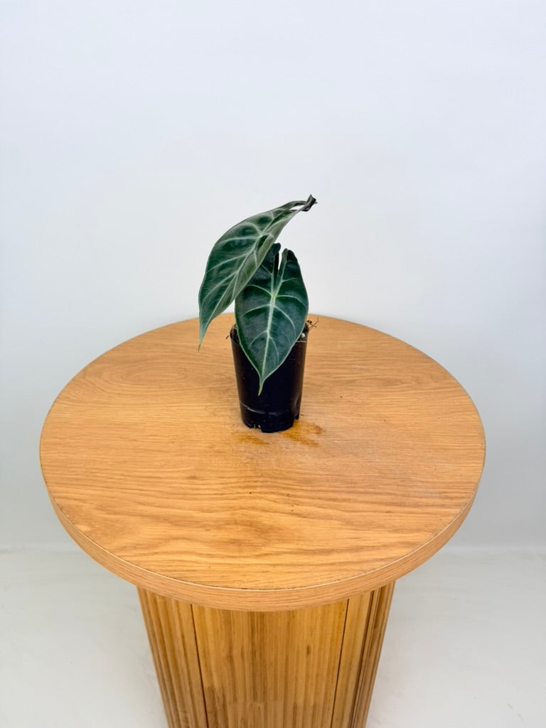 Alocasia Nairobi Nights