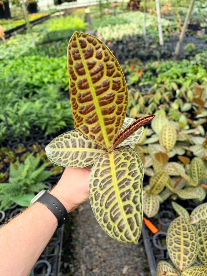 Handpicked #97 - Labisia Beccarii - Turtleback
