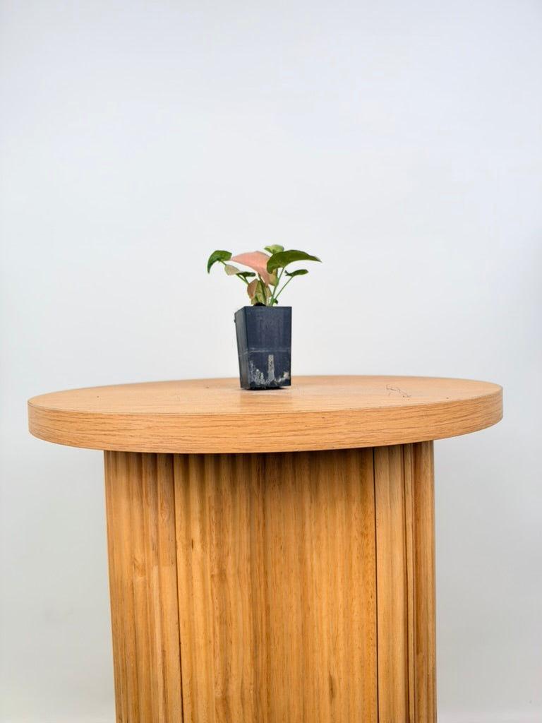 Syngonium Podophyllum - Neon - Mini