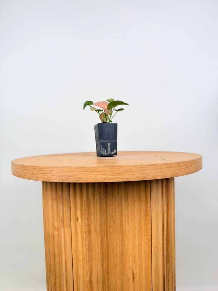 Syngonium Podophyllum - Neon - Mini