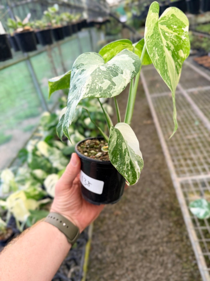 Handpicked #138 - Monstera Deliciosa Borsigiana Variegated Albo