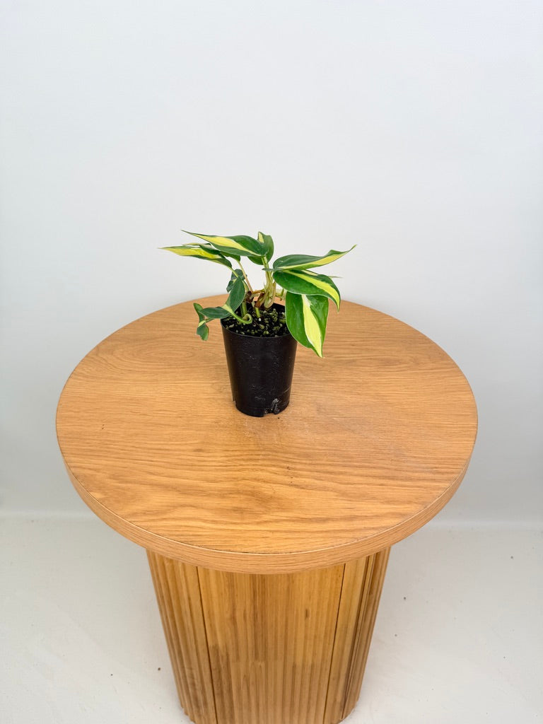 Philodendron Hederaceum Var. Oxycardium Cream Splash