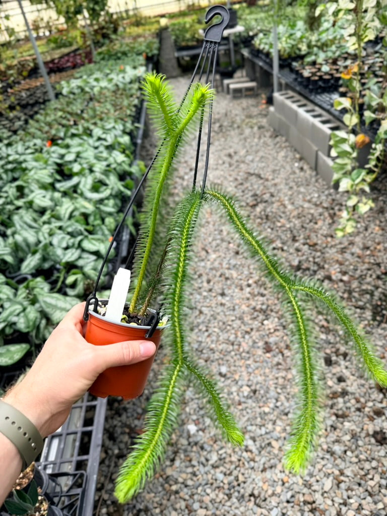 Handpicked #33 - Phlegmariurus [Huperzia] Squarrosa - Borneo Large Water/Rock Tassel Fern