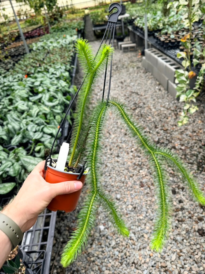 Handpicked #33 - Phlegmariurus [Huperzia] Squarrosa - Borneo Large Water/Rock Tassel Fern